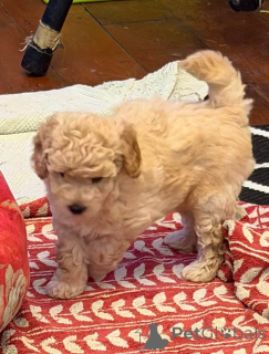 Foto №3. Zwergpudelwelpen. USA