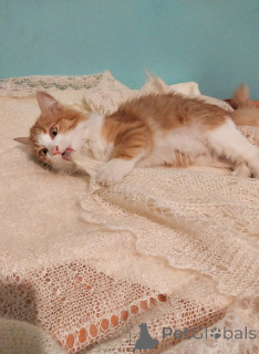 Foto №3. Petya sucht ein gemütliches Zuhause.. Russische Föderation