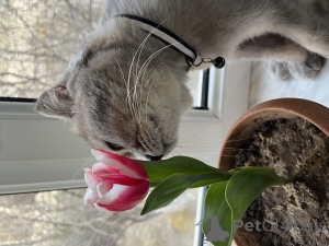 Foto №3. Ich werde der Katze in guten Händen geben (Baku). Aserbaidschan