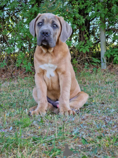 Foto №1. cane corso italiano - zum Verkauf in der Stadt Michów | 1000€ | Ankündigung № 109274