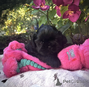 Foto №3. Shih Tzu Welpe verfügbar. Belgien