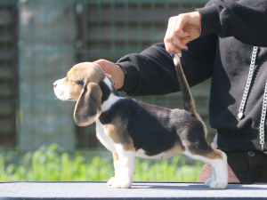 Foto №2 zu Ankündigung № 2906 zu verkaufen beagle - einkaufen Weißrussland vom kindergarten