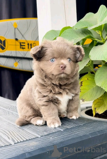 Foto №2 zu Ankündigung № 138553 zu verkaufen chihuahua - einkaufen USA züchter