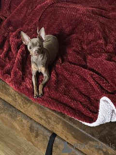 Foto №3. Russisch das. Deutschland