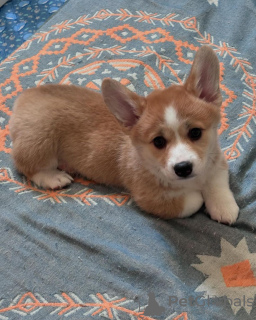 Foto №4. Ich werde verkaufen welsh corgi in der Stadt Vilnius.  - preis - verhandelt