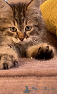 Foto №4. Ich werde verkaufen sibirische katze in der Stadt Hogezand. quotient 	ankündigung - preis - Frei