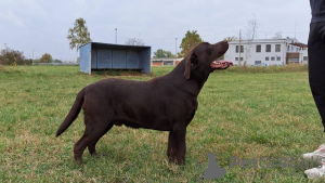 Foto №4. Ich werde verkaufen labrador retriever in der Stadt Koceljeva. züchter - preis - verhandelt