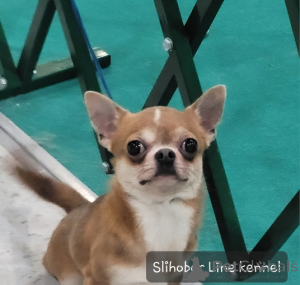 Foto №3. Chihuahua erwachsener Junge. Russische Föderation