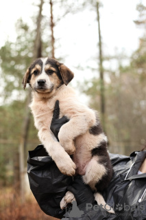 Foto №2 zu Ankündigung № 103580 zu verkaufen mischlingshund - einkaufen Russische Föderation quotient 	ankündigung