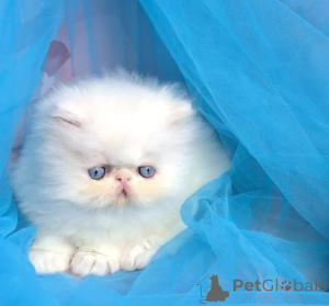 Foto №1. perserkatze - zum Verkauf in der Stadt Bleialf | Frei | Ankündigung № 177649