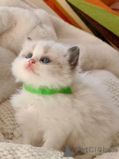 Foto №1. ragdoll-katze - zum Verkauf in der Stadt Klagenfurt | 350€ | Ankündigung № 172426