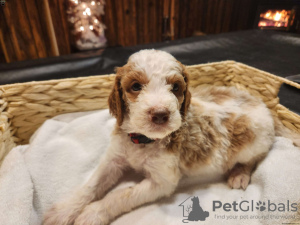 Foto №2 zu Ankündigung № 45056 zu verkaufen  - einkaufen Irland 