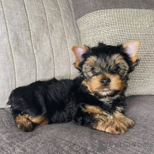 Foto №1. yorkshire terrier - zum Verkauf in der Stadt Berlin | 550€ | Ankündigung № 163016