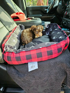 Foto №4. Ich werde verkaufen yorkshire terrier in der Stadt Eckerö. quotient 	ankündigung - preis - 450€