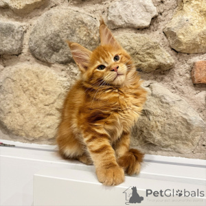 Foto №4. Ich werde verkaufen maine-coon-katze in der Stadt Ostrava. züchter - preis - verhandelt