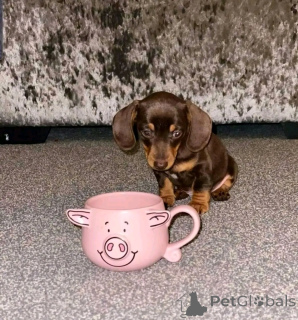 Foto №3. Mini Dackels Welpen zur Adoption. USA