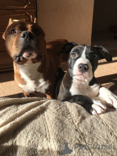 Foto №2 zu Ankündigung № 25637 zu verkaufen amerikanischer staffordshire terrier - einkaufen Weißrussland quotient 	ankündigung