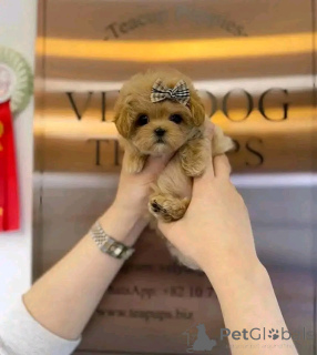 Foto №1. pudel (toy) - zum Verkauf in der Stadt Chicago | 425€ | Ankündigung № 138637