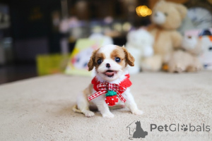 Foto №2 zu Ankündigung № 167931 zu verkaufen shih tzu - einkaufen Andorra züchter