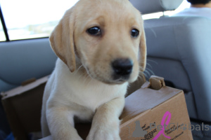 Foto №2 zu Ankündigung № 168427 zu verkaufen labrador retriever - einkaufen Schweden quotient 	ankündigung, züchter