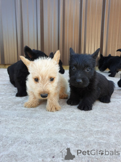 Foto №3. Scottish-Terrier-Welpen. Estland