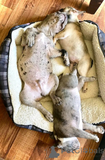 Foto №2 zu Ankündigung № 159562 zu verkaufen mischlingshund - einkaufen Deutschland quotient 	ankündigung