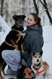 Foto №3. Viva erinnert sich an nichts Böses . Russische Föderation