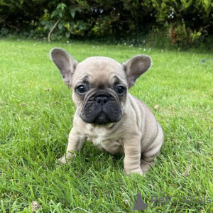 Foto №1. französische bulldogge - zum Verkauf in der Stadt Aalen | 450€ | Ankündigung № 176155