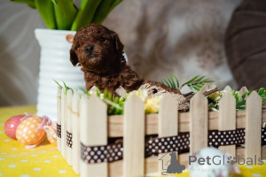 Foto №2 zu Ankündigung № 138765 zu verkaufen pudel (toy) - einkaufen Serbien züchter