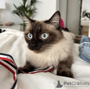 Foto №2 zu Ankündigung № 101791 zu verkaufen ragdoll-katze - einkaufen Deutschland quotient 	ankündigung