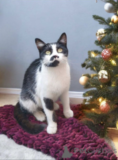 Foto №1.  - zum Verkauf in der Stadt Moskwa | Frei | Ankündigung № 161657