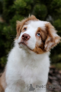 Foto №4. Ich werde verkaufen australian cattle dog in der Stadt Minsk. vom kindergarten - preis - verhandelt