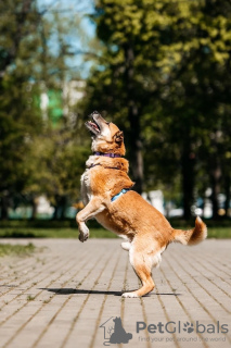 Zusätzliche Fotos: Der freundliche Hund Shamub sucht eine Familie!