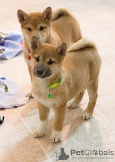 Foto №1. shiba - zum Verkauf in der Stadt Warschau | 300€ | Ankündigung № 57367