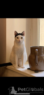 Foto №3. Arabischer Mau, 1 Jahr alt, extrem freundlich. Deutschland