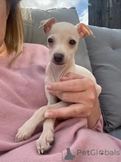 Foto №1. italienisches windspiel - zum Verkauf in der Stadt Region Hannover | verhandelt | Ankündigung № 154046