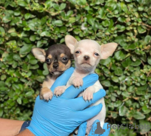 Foto №1. chihuahua - zum Verkauf in der Stadt Brüssel | verhandelt | Ankündigung № 76850