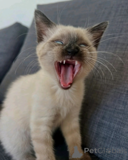 Foto №3. Premium-Siamkatze zu verkaufen. Gesunder, intelligenter und liebevoller. Niederlande