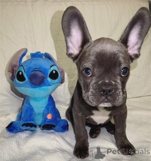 Foto №4. Ich werde verkaufen französische bulldogge in der Stadt Kvissingsbo. quotient 	ankündigung, züchter - preis - 1270€