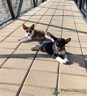 Foto №4. Ich werde verkaufen basenji in der Stadt Vladičin Han. züchter - preis - verhandelt