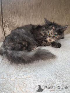 Foto №1. maine-coon-katze - zum Verkauf in der Stadt Achaern | 380€ | Ankündigung № 176168