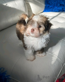 Foto №1. havaneser - zum Verkauf in der Stadt Berlin | 500€ | Ankündigung № 137952