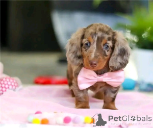 Foto №2 zu Ankündigung № 164807 zu verkaufen dackel - einkaufen Deutschland quotient 	ankündigung, aus dem tierheim