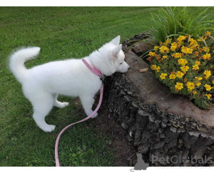 Foto №1. siberian husky - zum Verkauf in der Stadt Cuxhaven | verhandelt | Ankündigung № 164790
