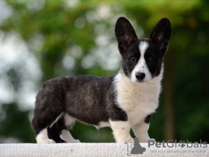 Foto №2 zu Ankündigung № 115973 zu verkaufen welsh corgi - einkaufen Ungarn züchter