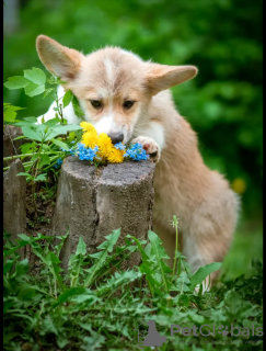 Foto №4. Ich werde verkaufen mischlingshund in der Stadt Nowosibirsk. vom kindergarten, züchter - preis - 893€