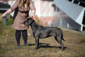 Foto №1. cane corso italiano - zum Verkauf in der Stadt Ischewsk | 564€ | Ankündigung № 2979