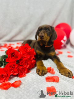Foto №4. Ich werde verkaufen dobermann in der Stadt Warschau. züchter - preis - Frei