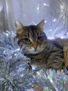 Foto №1.  - zum Verkauf in der Stadt Moskwa | Frei | Ankündigung № 160730