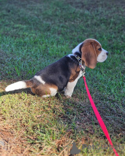 Zusätzliche Fotos: Zwei wunderschöne Beagle-Welpen zu verkaufen